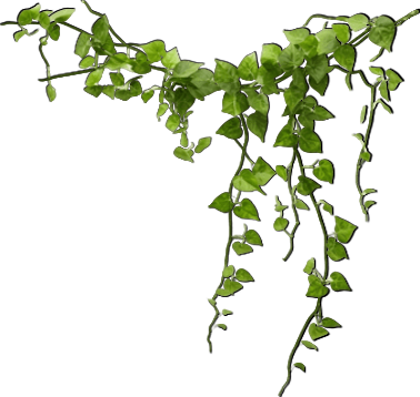 clover